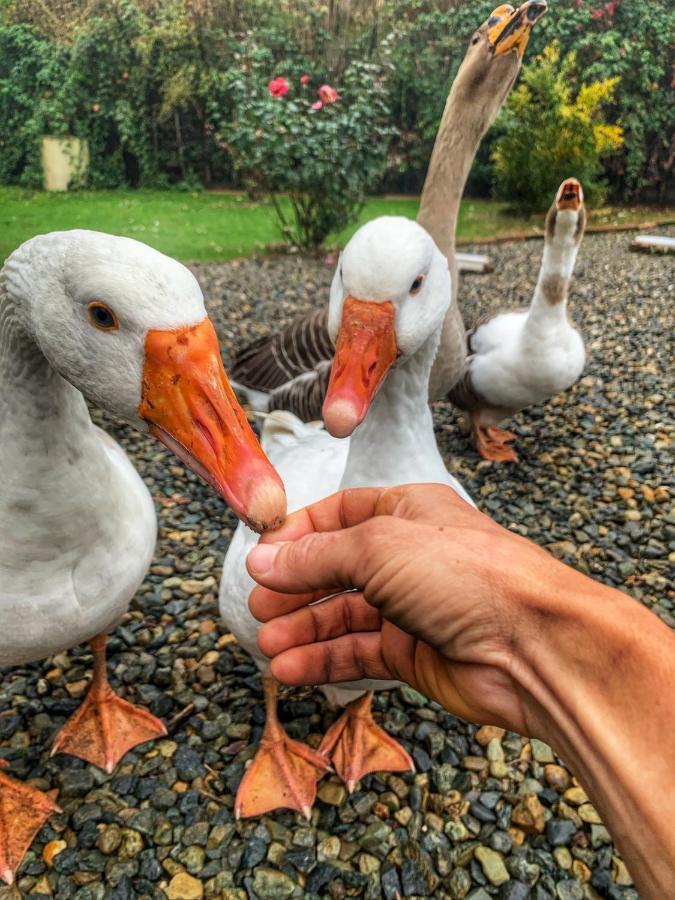 Ca' Degli Ovi B&B Valenza Kültér fotó